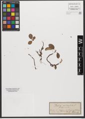 Foto von Salix reticulata L.